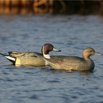 Avery GHG Over-Size Pintail Decoys (Pk/6)