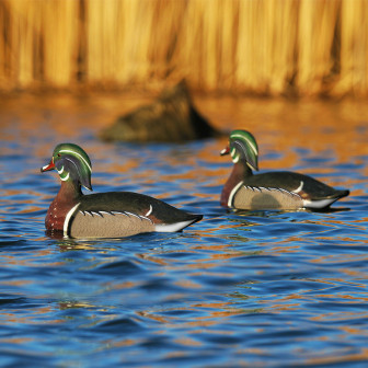 Avery GHG Life-Size Wood Duck Decoys (Pk/6)