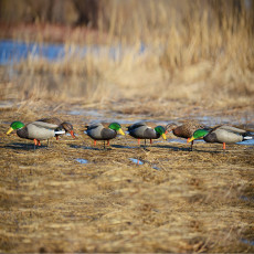 Avery GHG Pro-Grade Full Body Mallard Feeder Decoys (6-Pack)